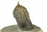 Morocconites Trilobite Fossil - Multi-Toned Shell Coloration #339444-3